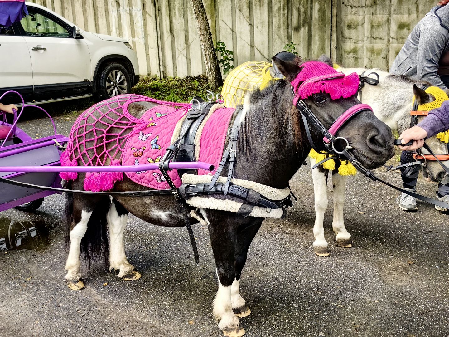 день округа, концерт, мастер-класс, пони, попкорн,