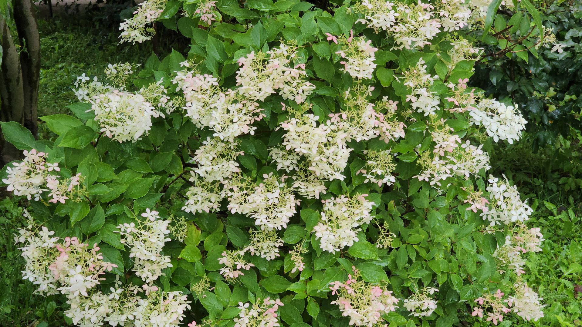 красногорск, лучший двор, конкурс,