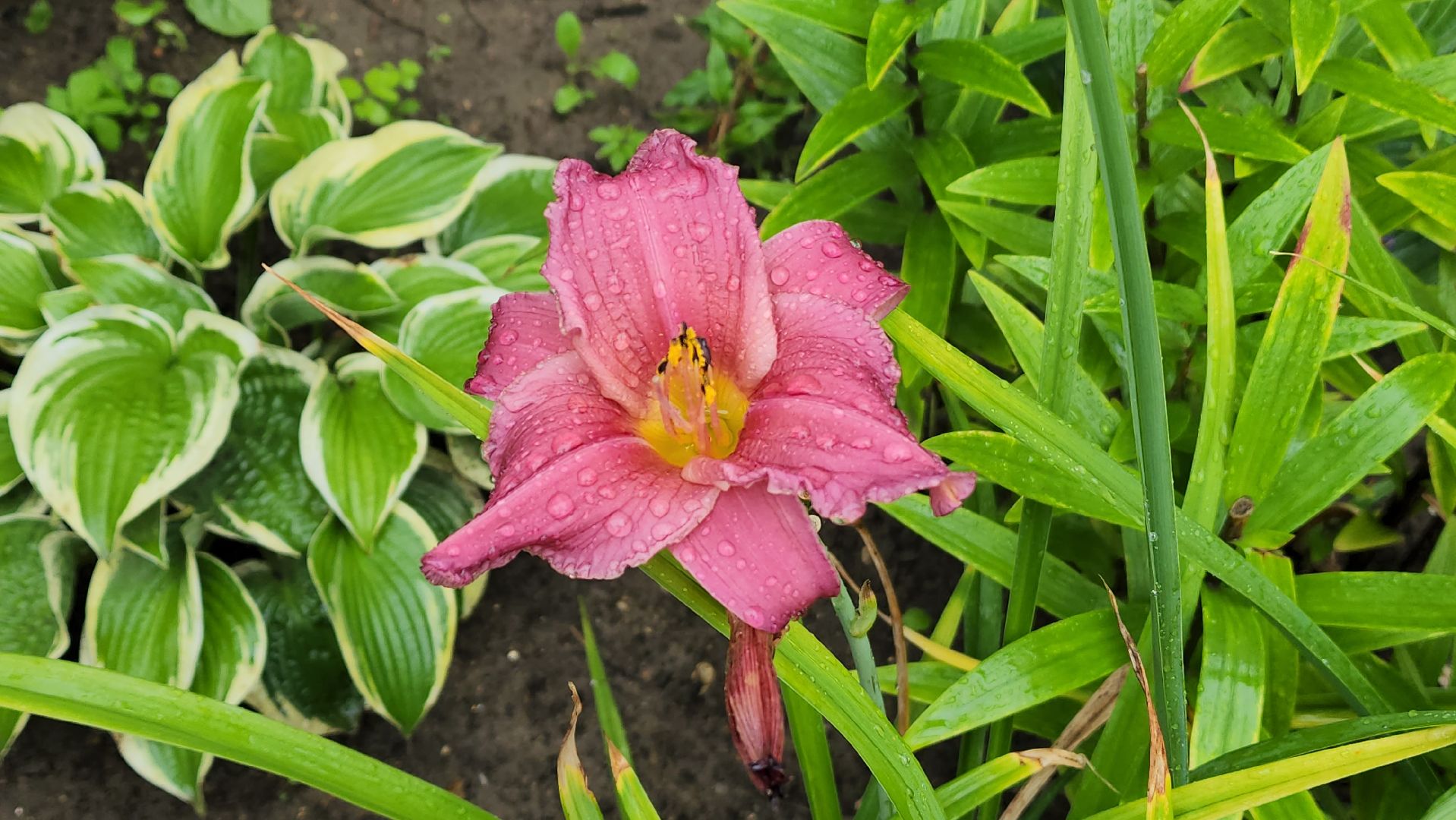 красногорск, лучший двор, конкурс,