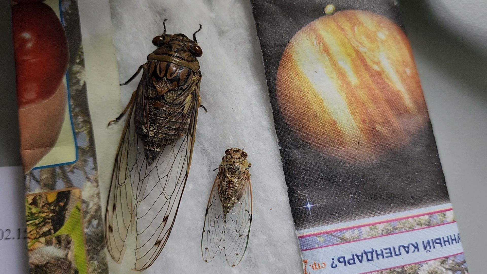 раменское, наука, сельское хозяйство, всероссийский центр карантина растений в раменском округе,  новые феромоны для насекомых-вредителей,