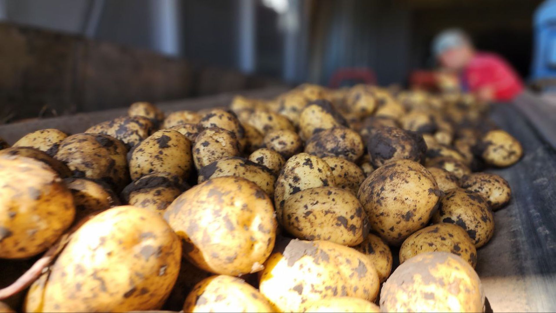 Луховицкие аграрии, сельское хозяйство,