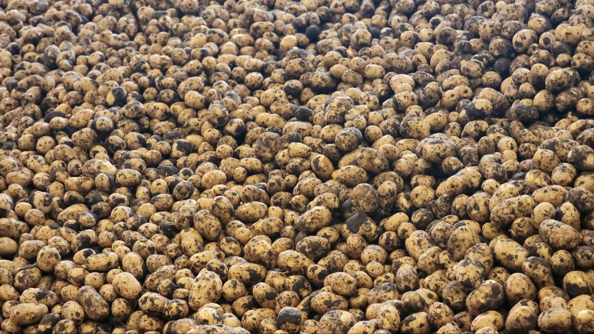 Луховицкие аграрии, сельское хозяйство,