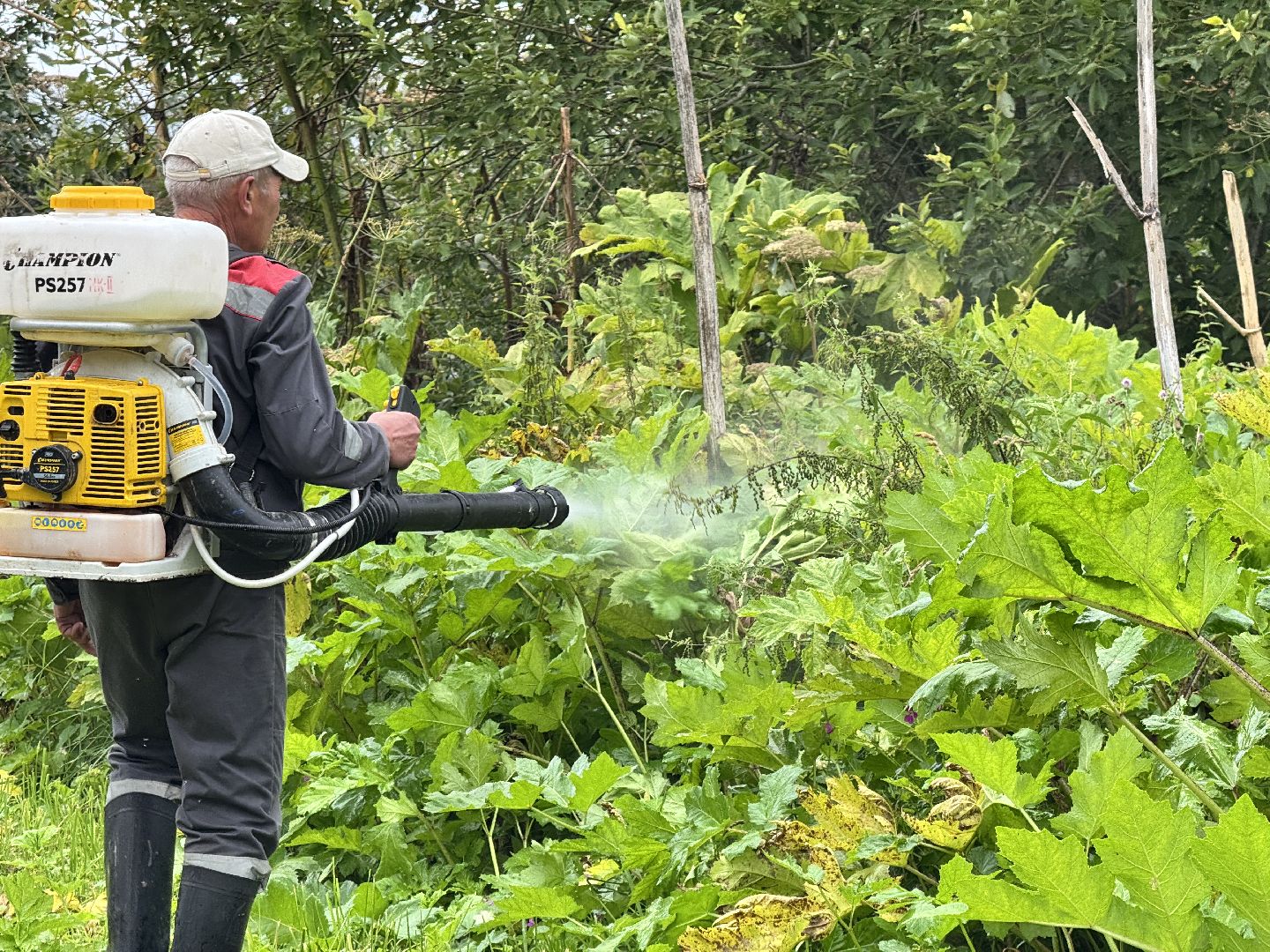 шаховская, обработка от борщевика, борщевик сосновского,