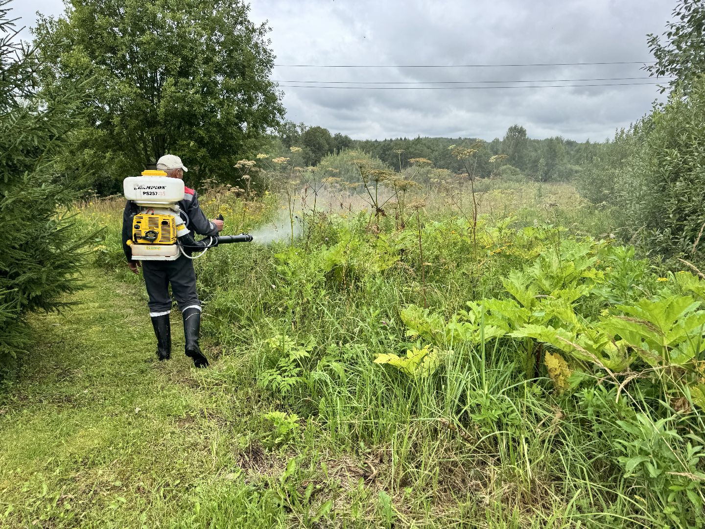 шаховская, обработка от борщевика, борщевик сосновского,