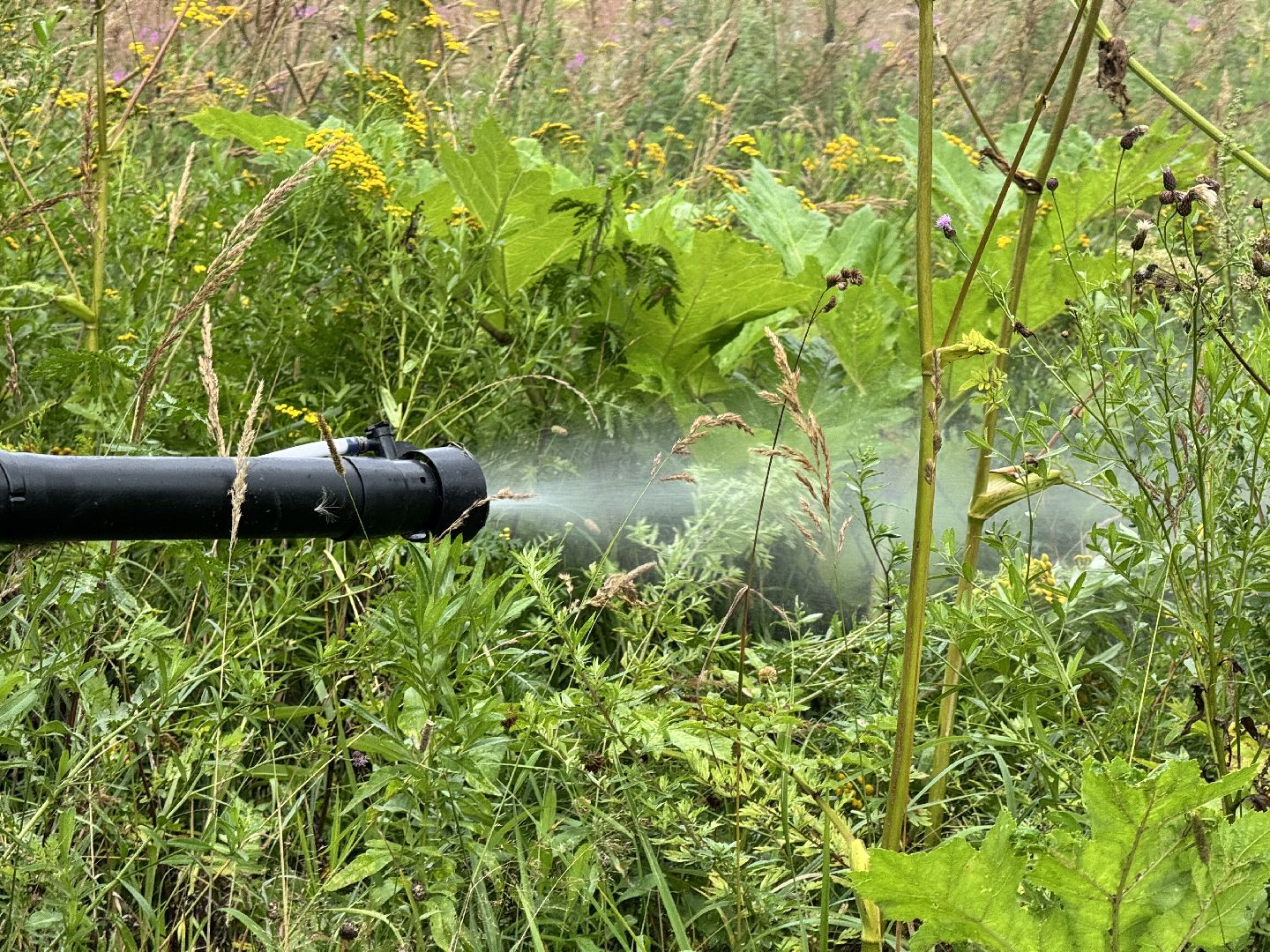 шаховская, обработка от борщевика, борщевик сосновского,