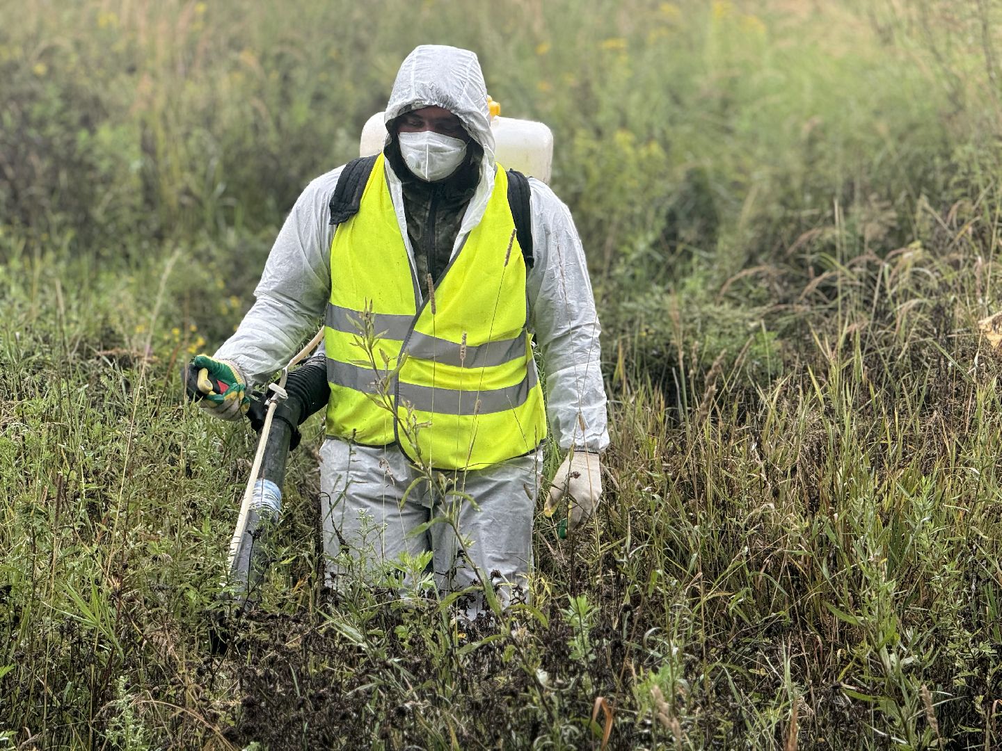 борщевик сосновского,  обработка от борщевика, ленинский городской округ, гербицидная обработка,