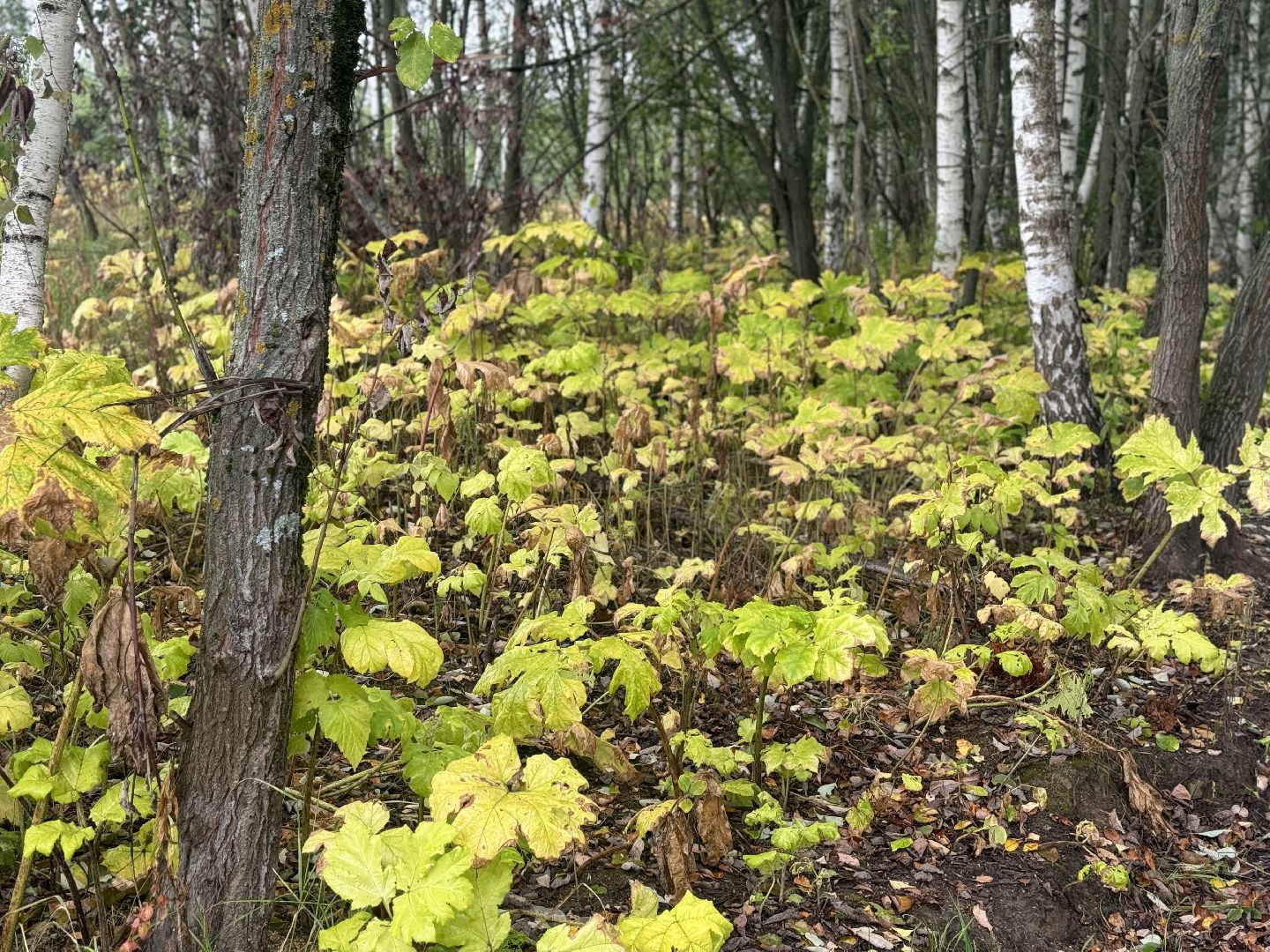 борщевик сосновского,  обработка от борщевика, ленинский городской округ, гербицидная обработка,