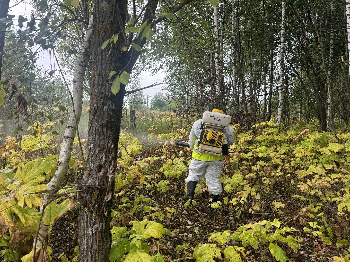 борщевик сосновского,  обработка от борщевика, ленинский городской округ, гербицидная обработка,