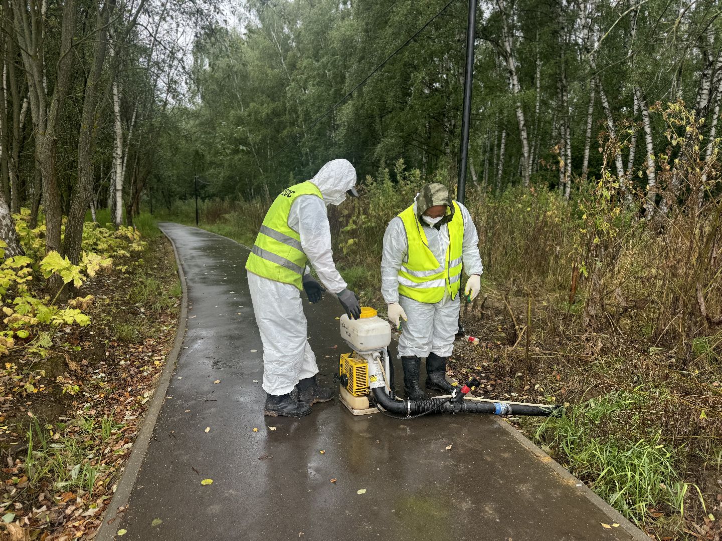 борщевик сосновского,  обработка от борщевика, ленинский городской округ, гербицидная обработка,