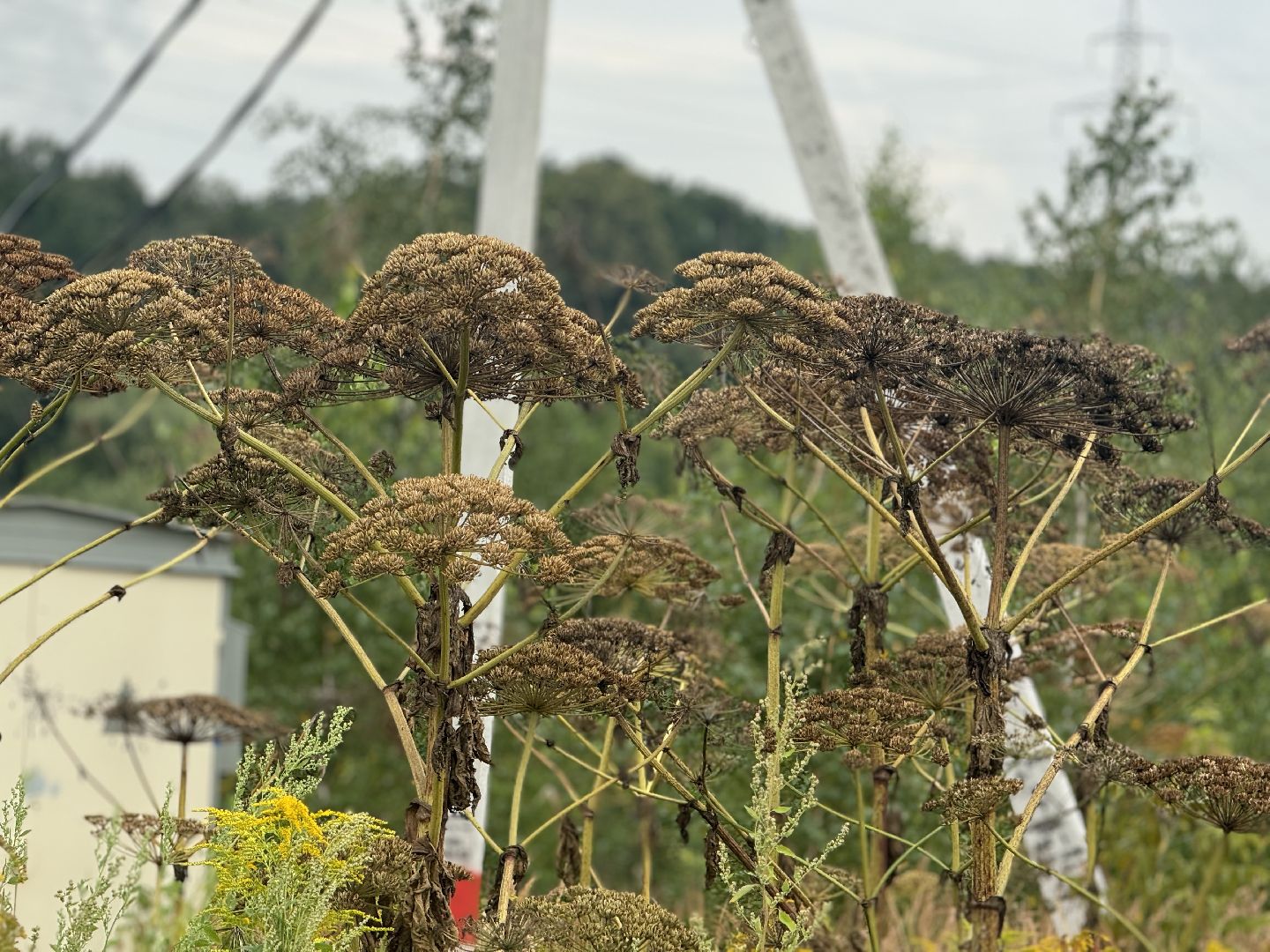 борщевик сосновского,  обработка от борщевика, ленинский городской округ, гербицидная обработка,