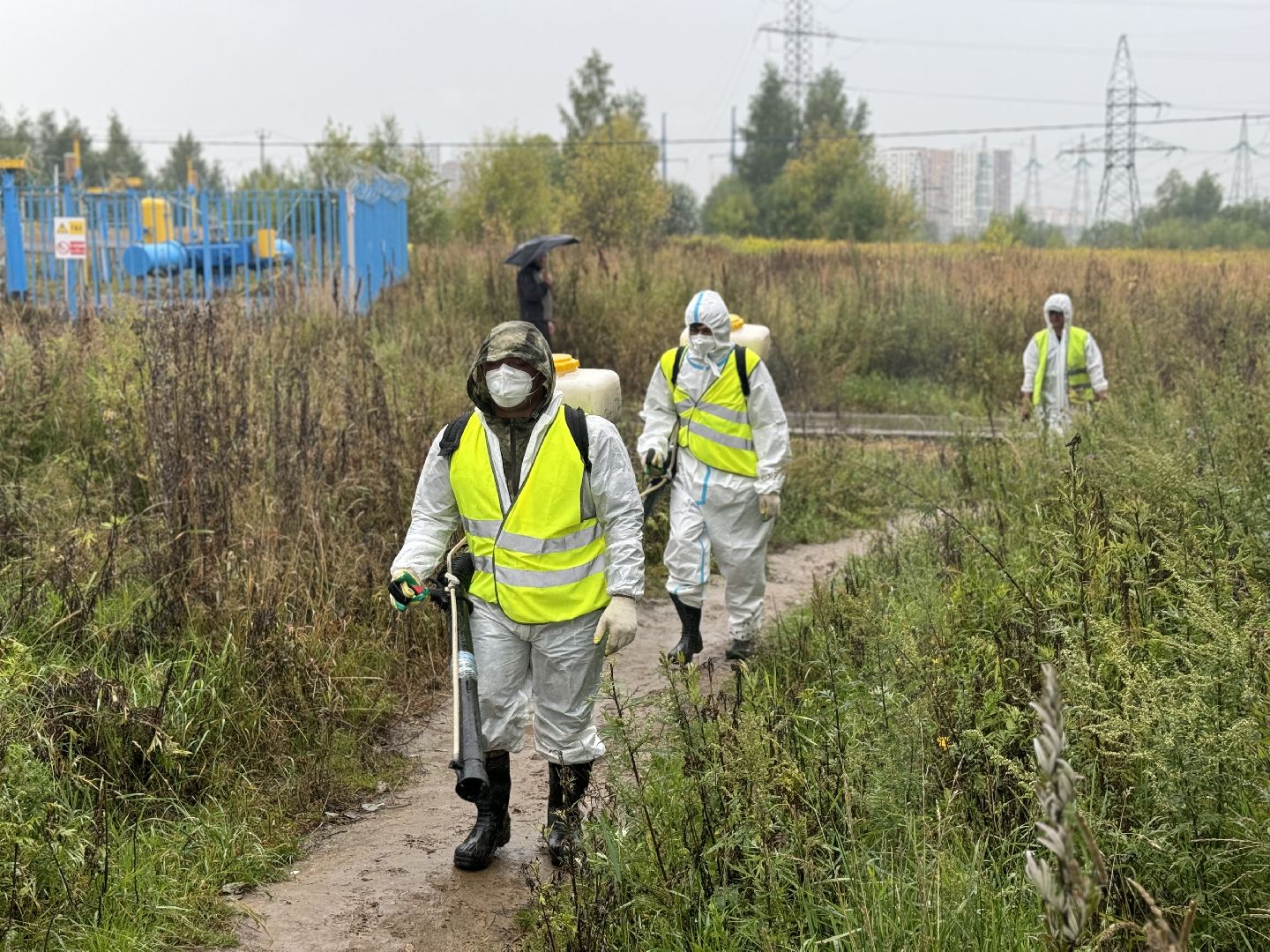 борщевик сосновского,  обработка от борщевика, ленинский городской округ, гербицидная обработка,