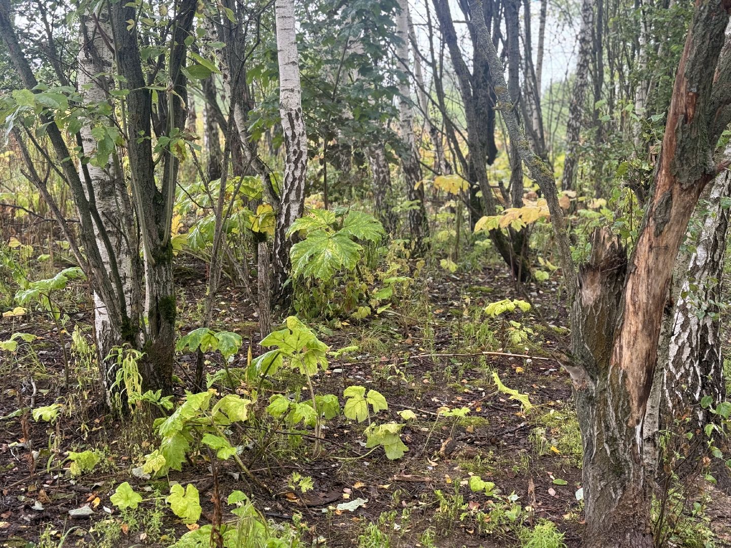 борщевик сосновского,  обработка от борщевика, ленинский городской округ, гербицидная обработка,