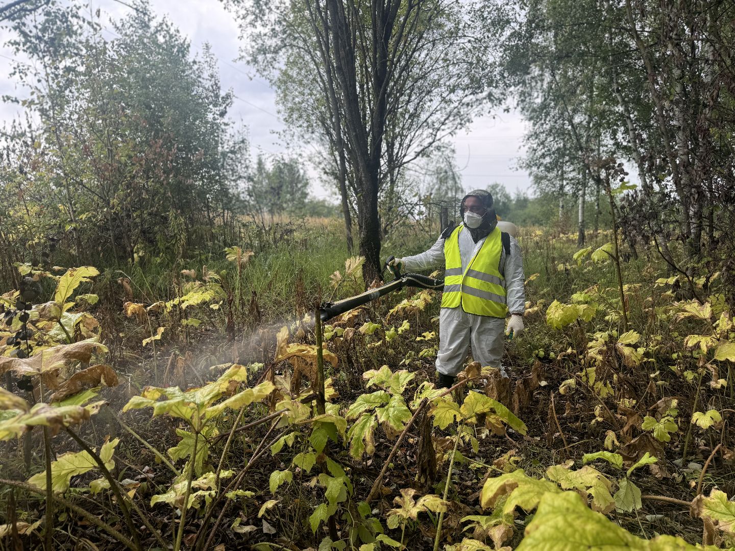 борщевик сосновского,  обработка от борщевика, ленинский городской округ, гербицидная обработка,