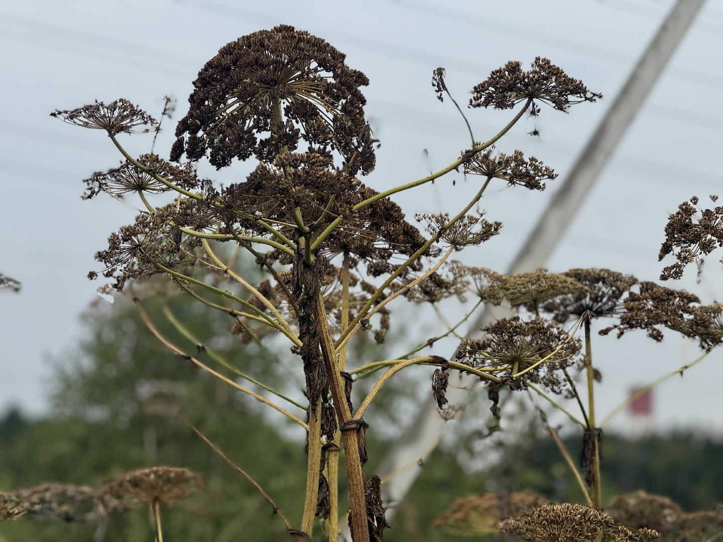 борщевик сосновского,  обработка от борщевика, ленинский городской округ, гербицидная обработка,