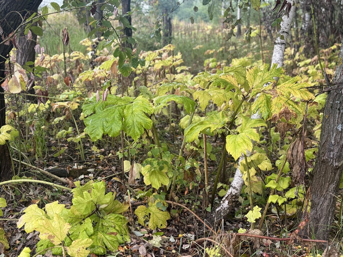 борщевик сосновского,  обработка от борщевика, ленинский городской округ, гербицидная обработка,