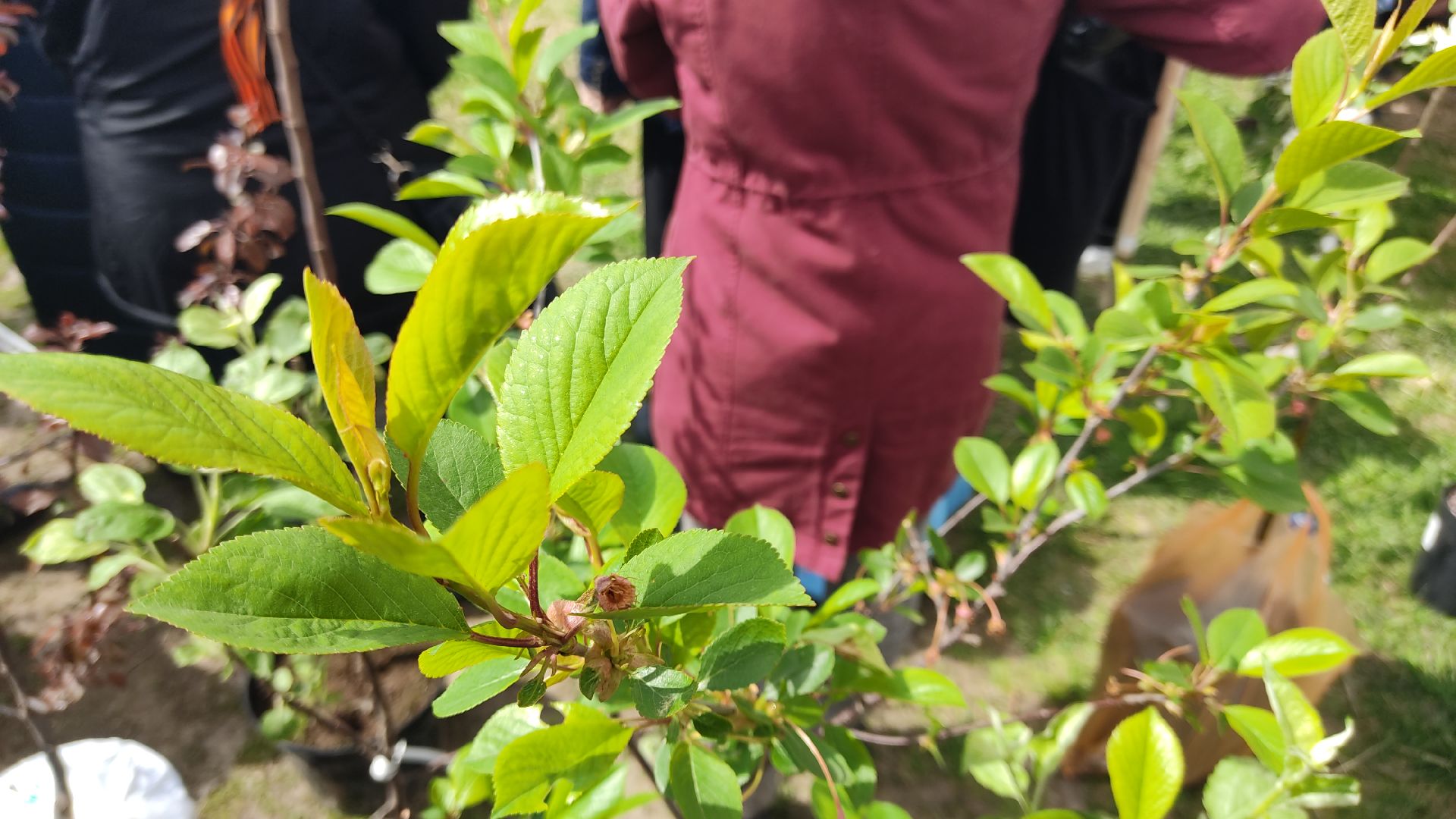 Лобня, благоустройство, дерево