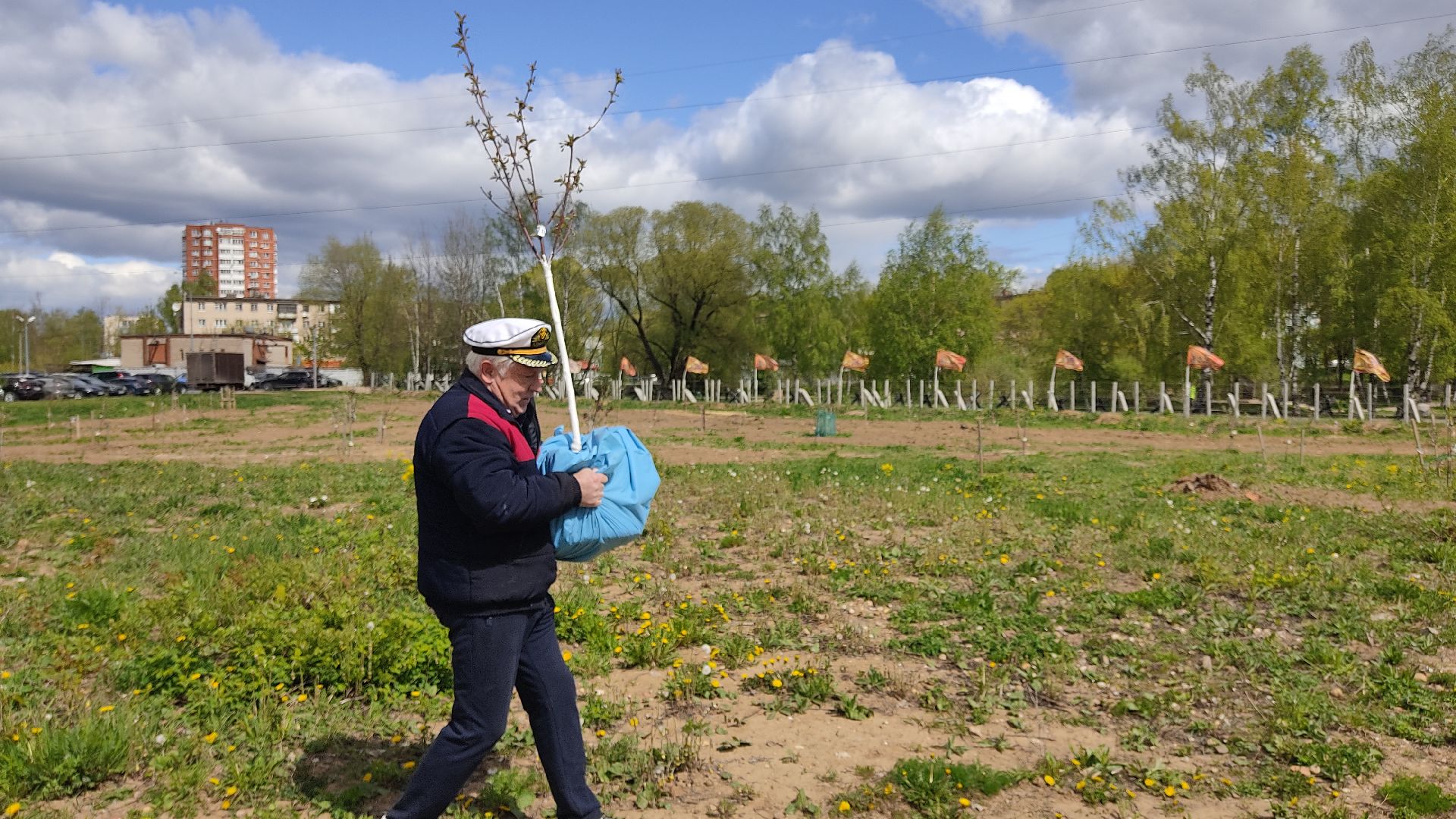 Лобня, благоустройство, дерево