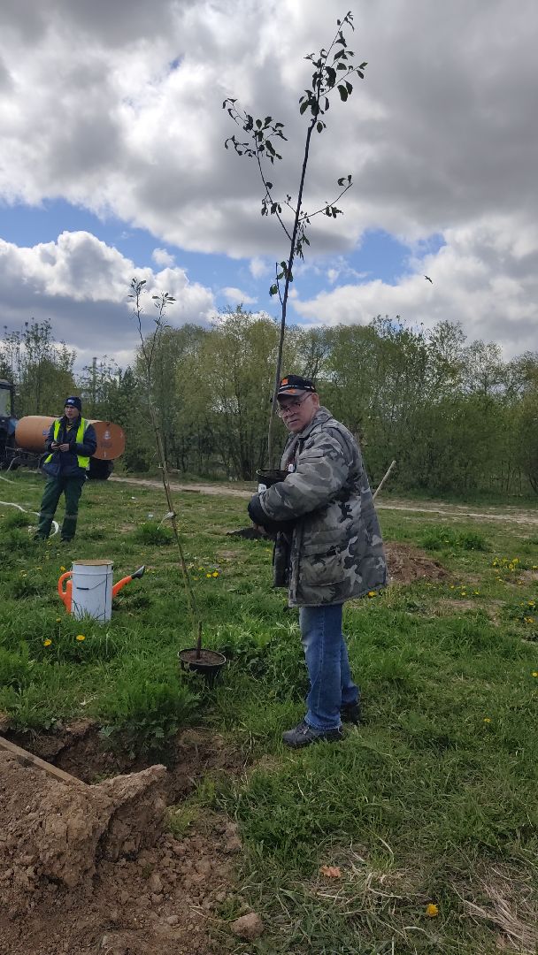 Лобня, благоустройство, дерево