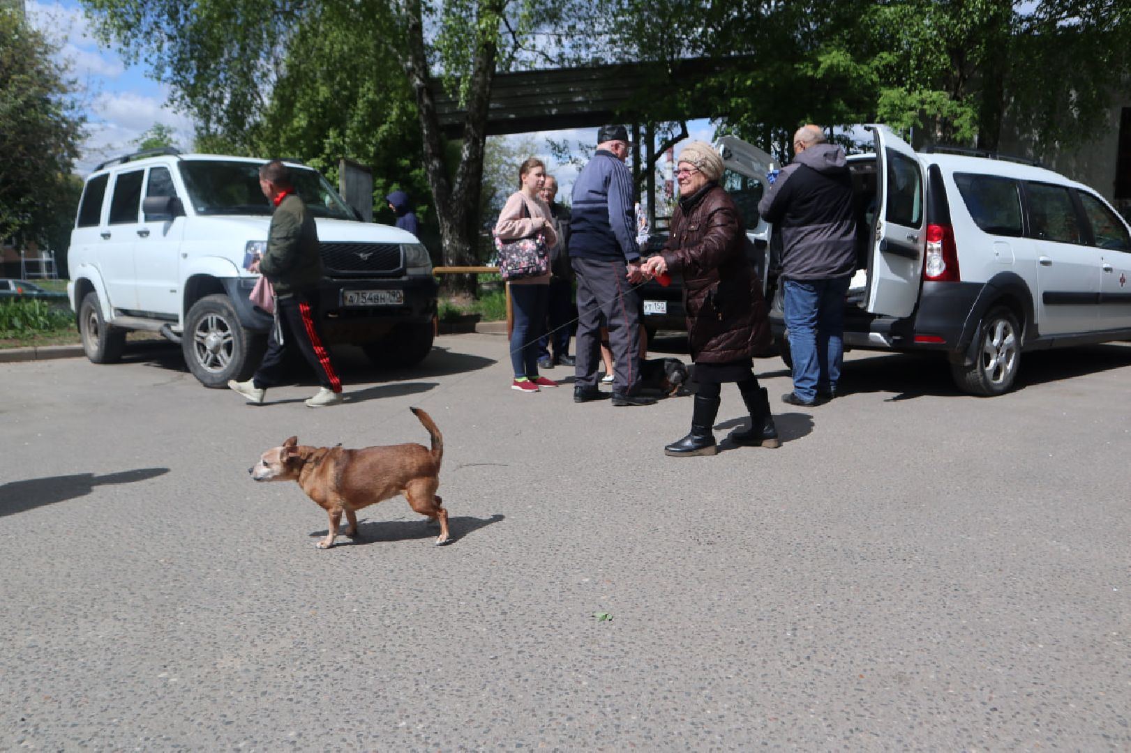 Пущино, вакцинация, бешенство