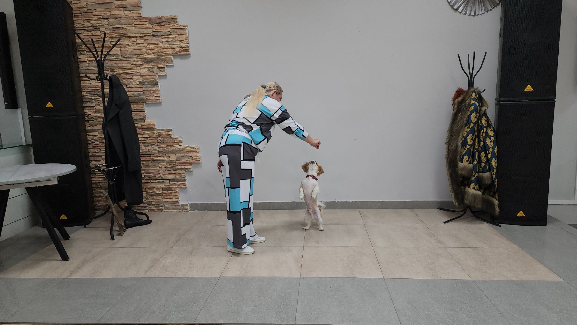 щёлково, Хвостатый актер, Собака-актер, Собака на сцене,