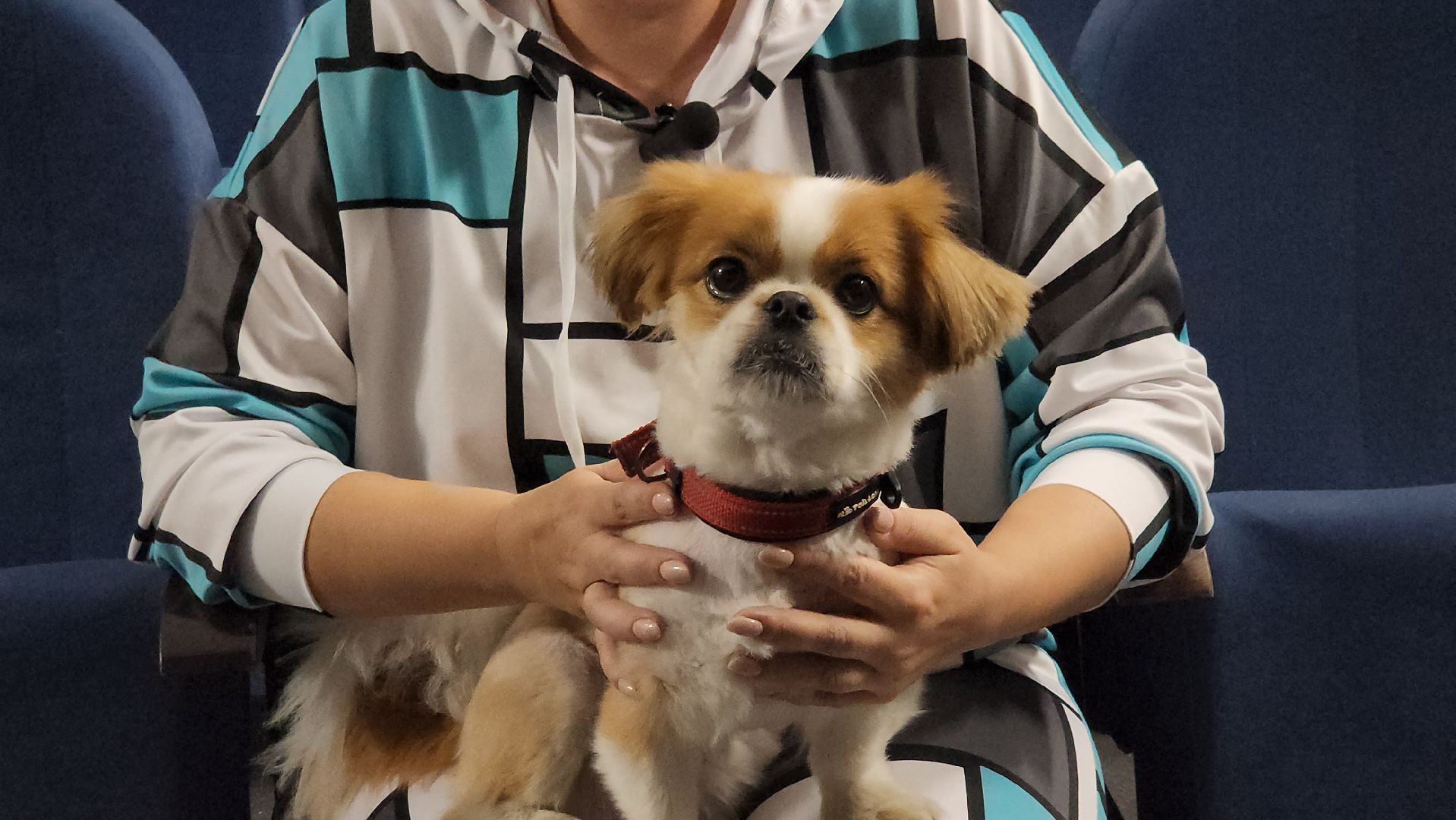 щёлково, Хвостатый актер, Собака-актер, Собака на сцене,