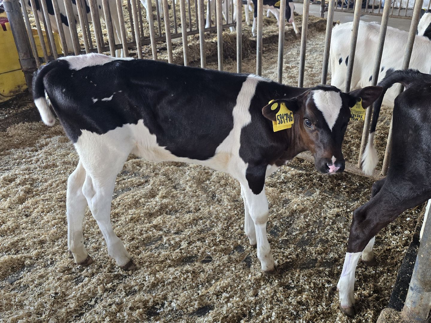 Коломна, Озеры, агрохолдинг,