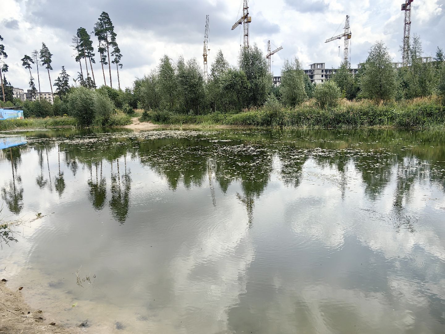 карп, пруд, водоем, активист, дом для уток, кувшинка,