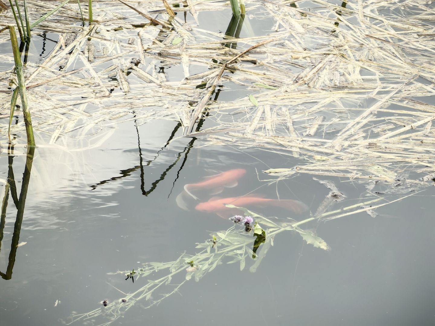 карп, пруд, водоем, активист, дом для уток, кувшинка,