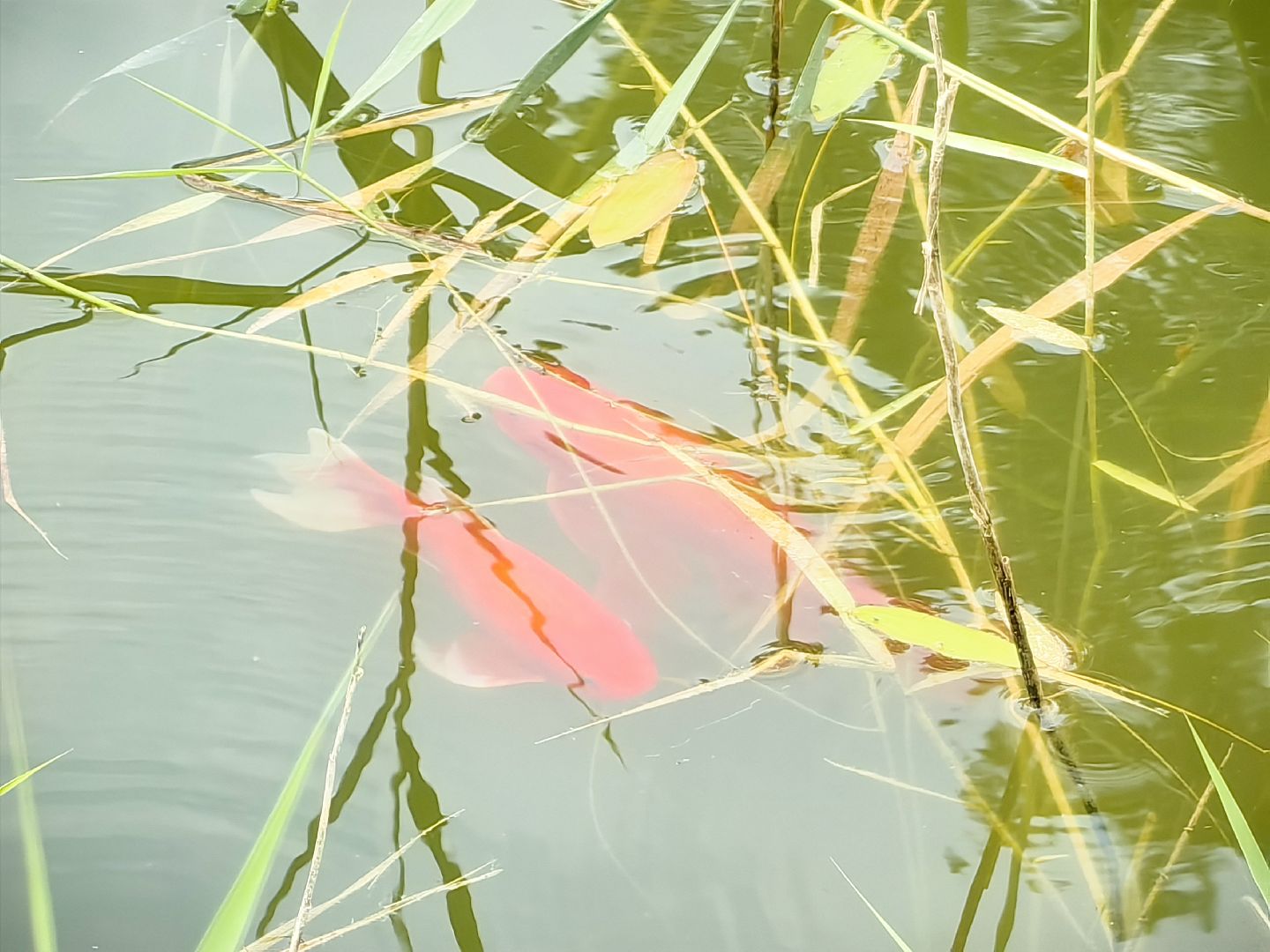 карп, пруд, водоем, активист, дом для уток, кувшинка,