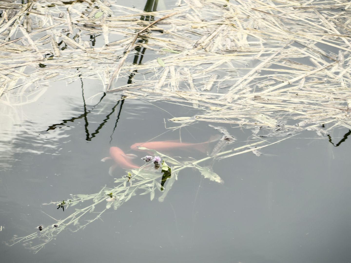 карп, пруд, водоем, активист, дом для уток, кувшинка,