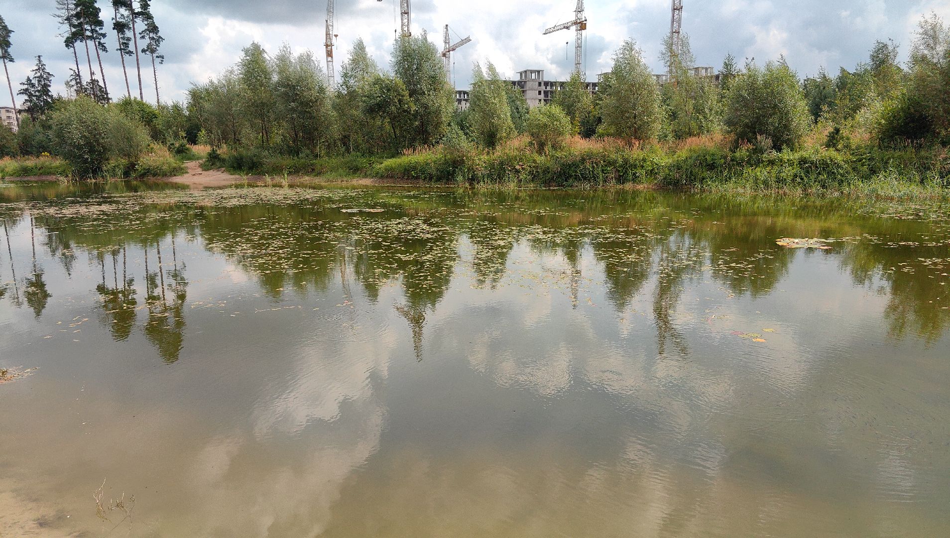 карп, пруд, водоем, активист, дом для уток, кувшинка,