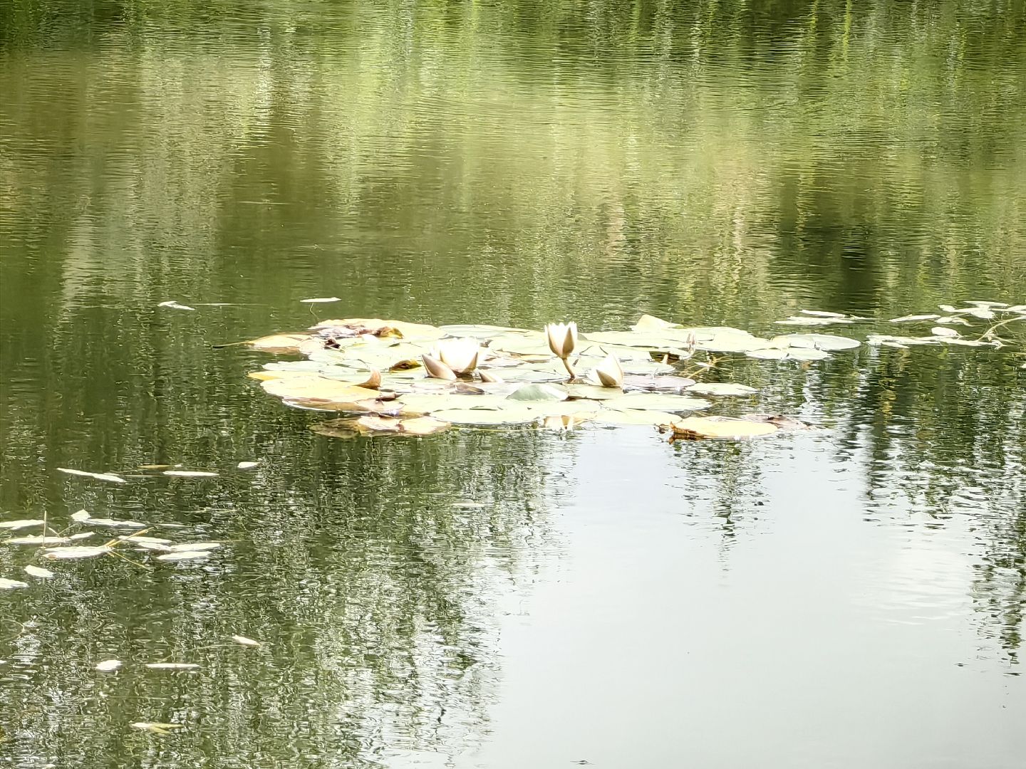 карп, пруд, водоем, активист, дом для уток, кувшинка,