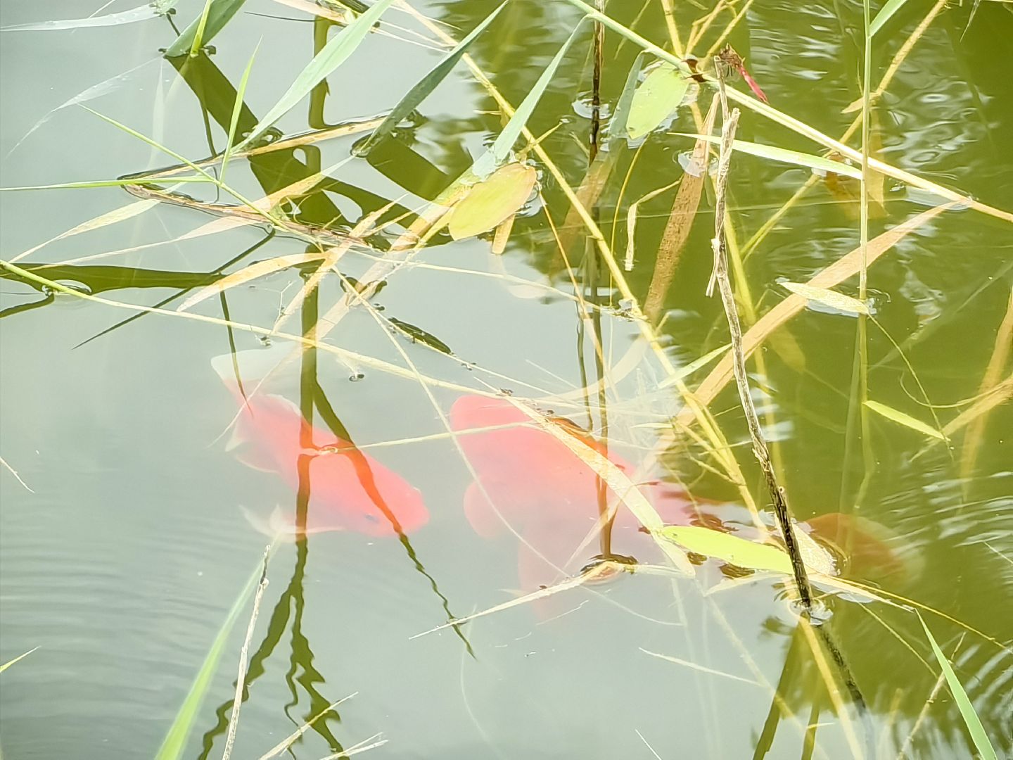 карп, пруд, водоем, активист, дом для уток, кувшинка,