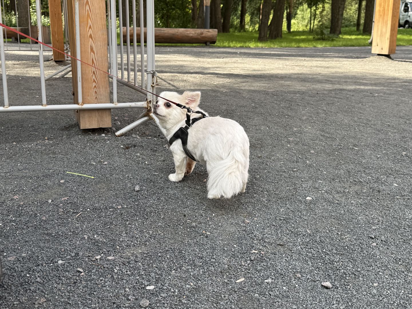 Люберцы, домашние животные, ветеринарная служба, Лесная опушка, Парк,