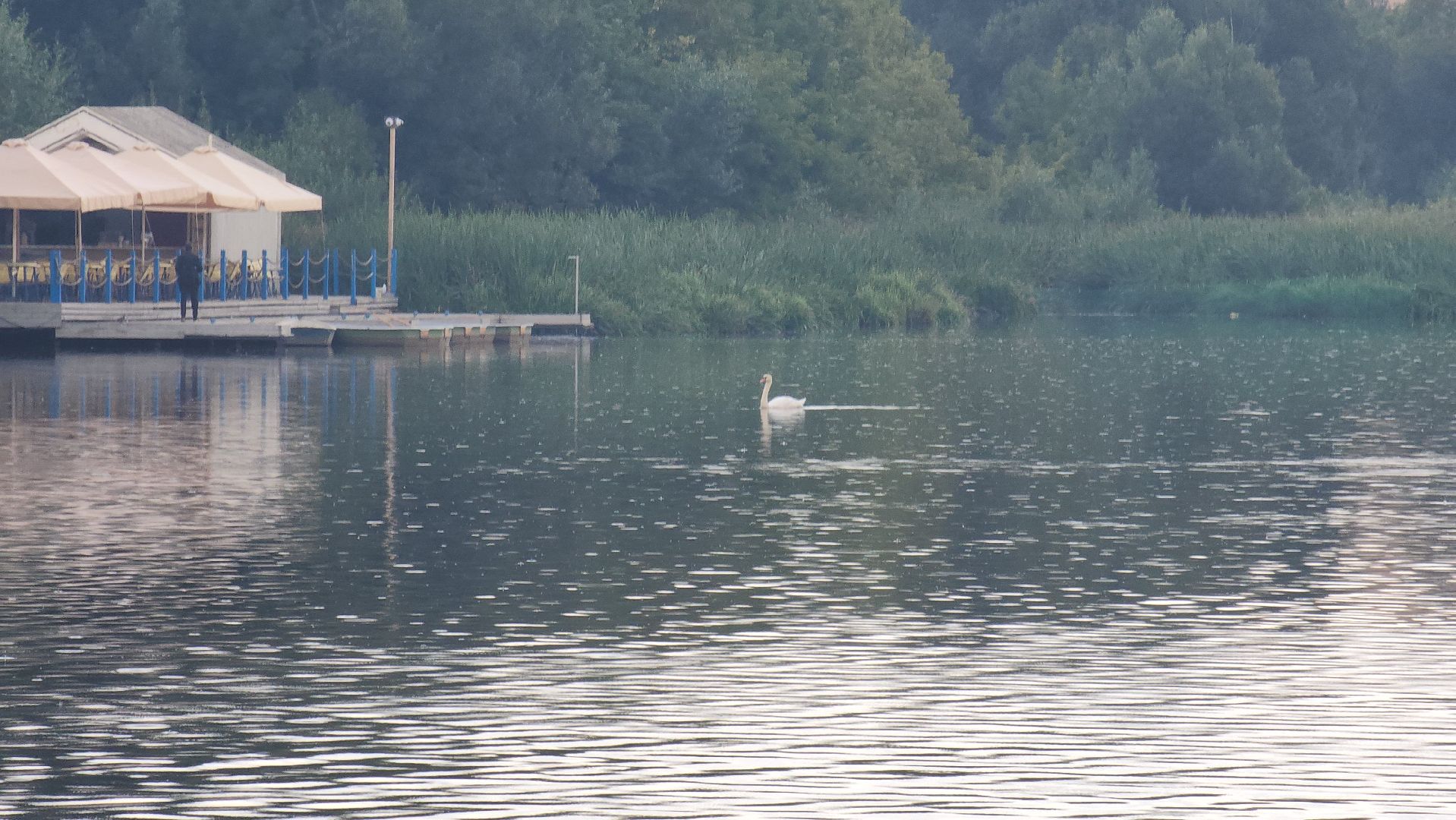 мытищи, лебеди,