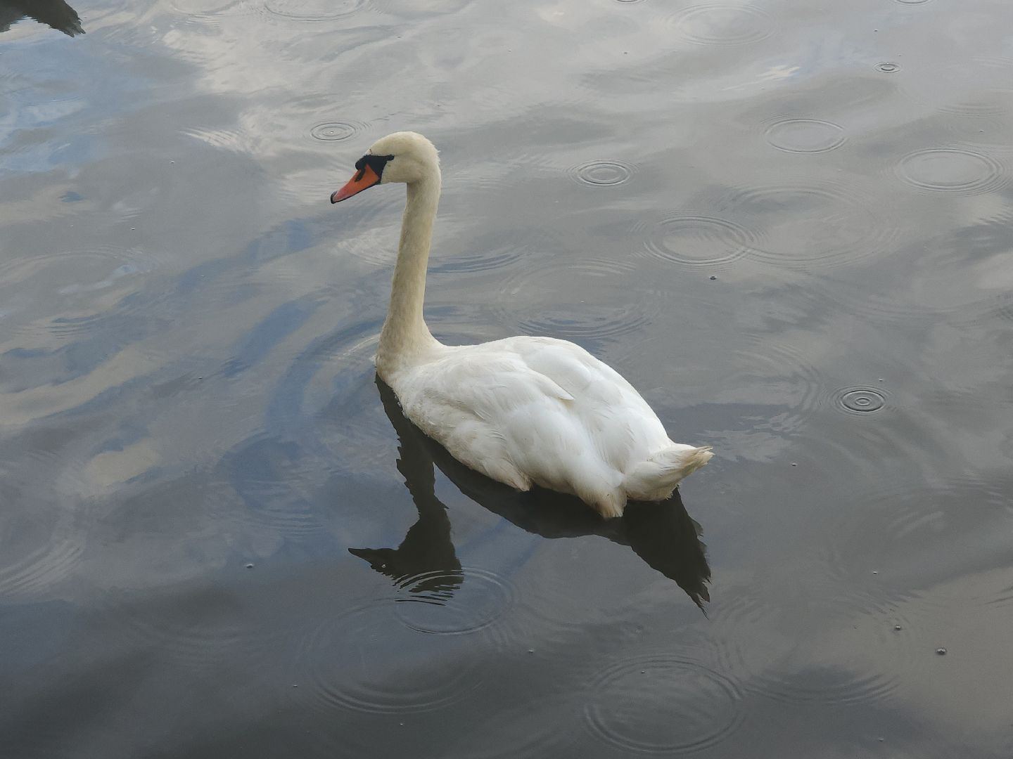 мытищи, лебеди,