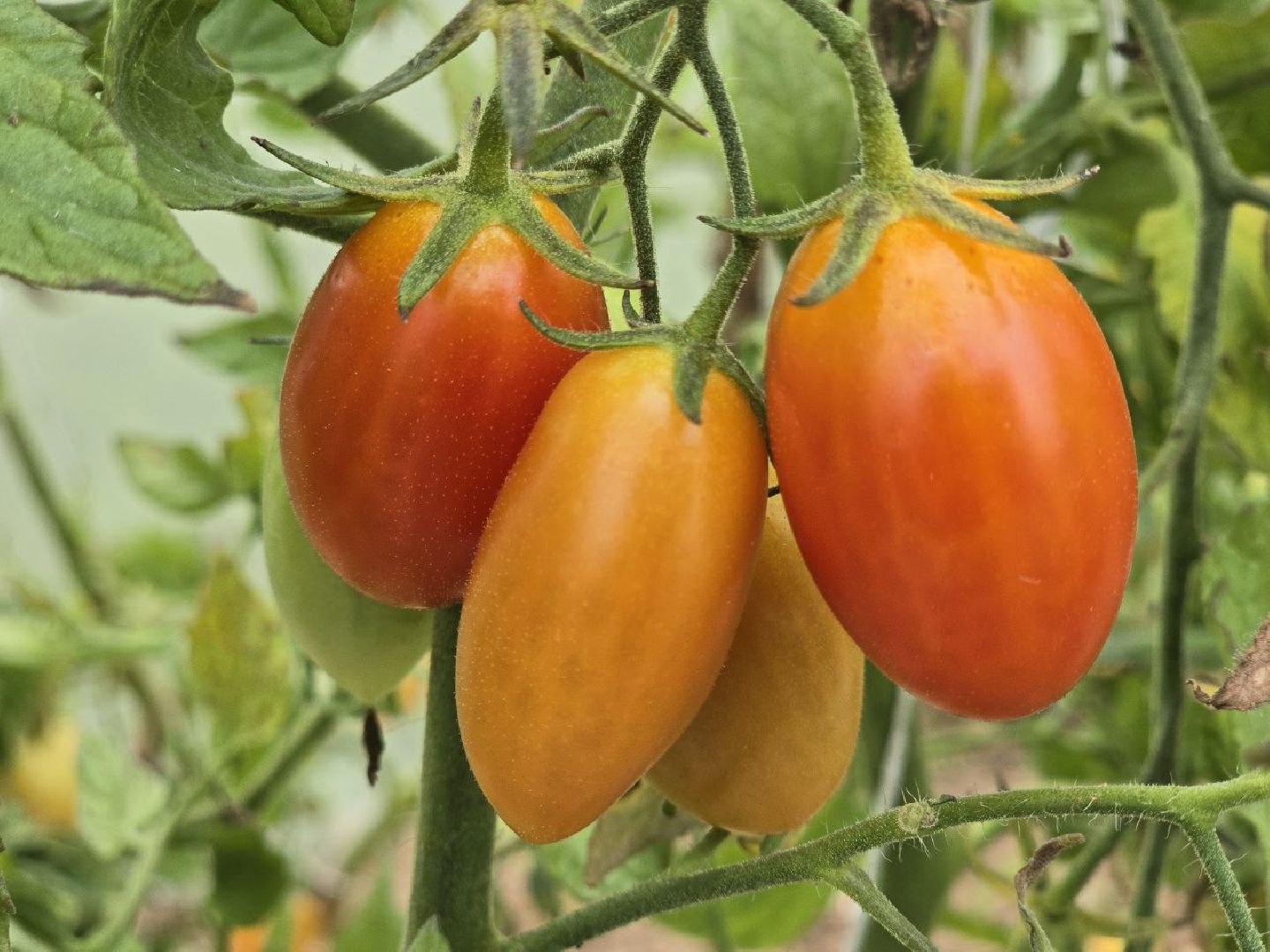 можайск, можайский муниципальный округ, подмосковье,  сельское хозяйство, овощи, ягоды, урожай, фермеры, фермерское хозяйство,