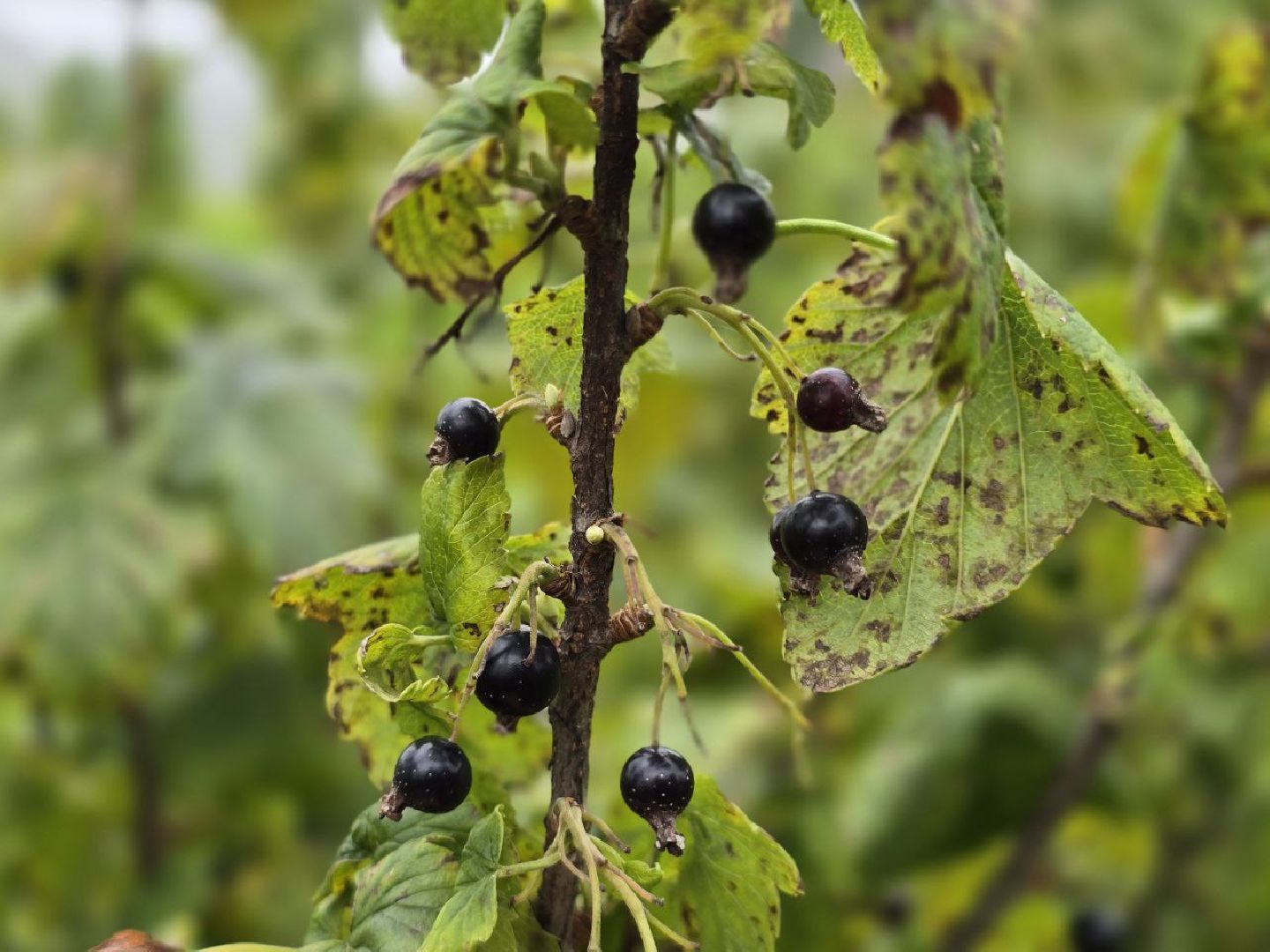 можайск, можайский муниципальный округ, подмосковье,  сельское хозяйство, овощи, ягоды, урожай, фермеры, фермерское хозяйство,