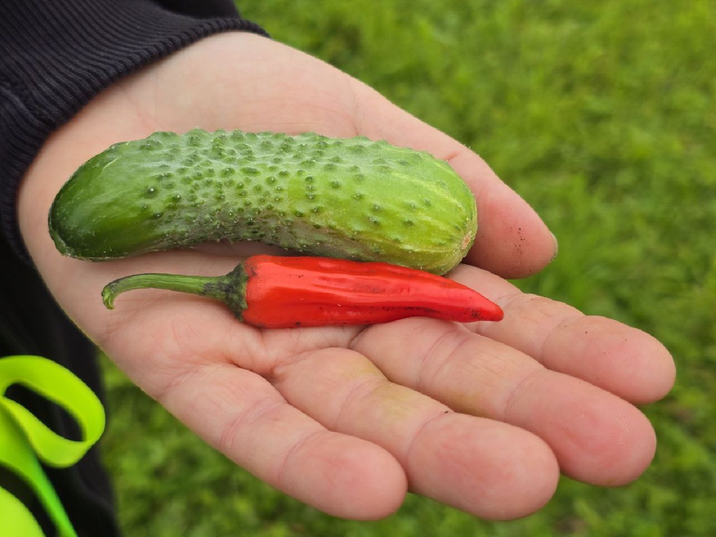 можайск, можайский муниципальный округ, подмосковье,  сельское хозяйство, овощи, ягоды, урожай, фермеры, фермерское хозяйство,