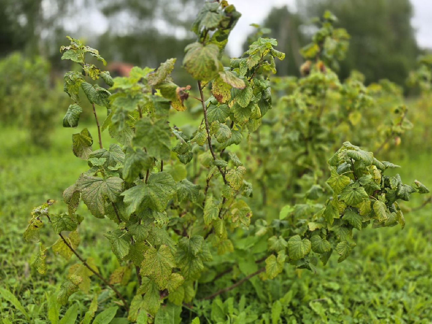 можайск, можайский муниципальный округ, подмосковье,  сельское хозяйство, овощи, ягоды, урожай, фермеры, фермерское хозяйство,