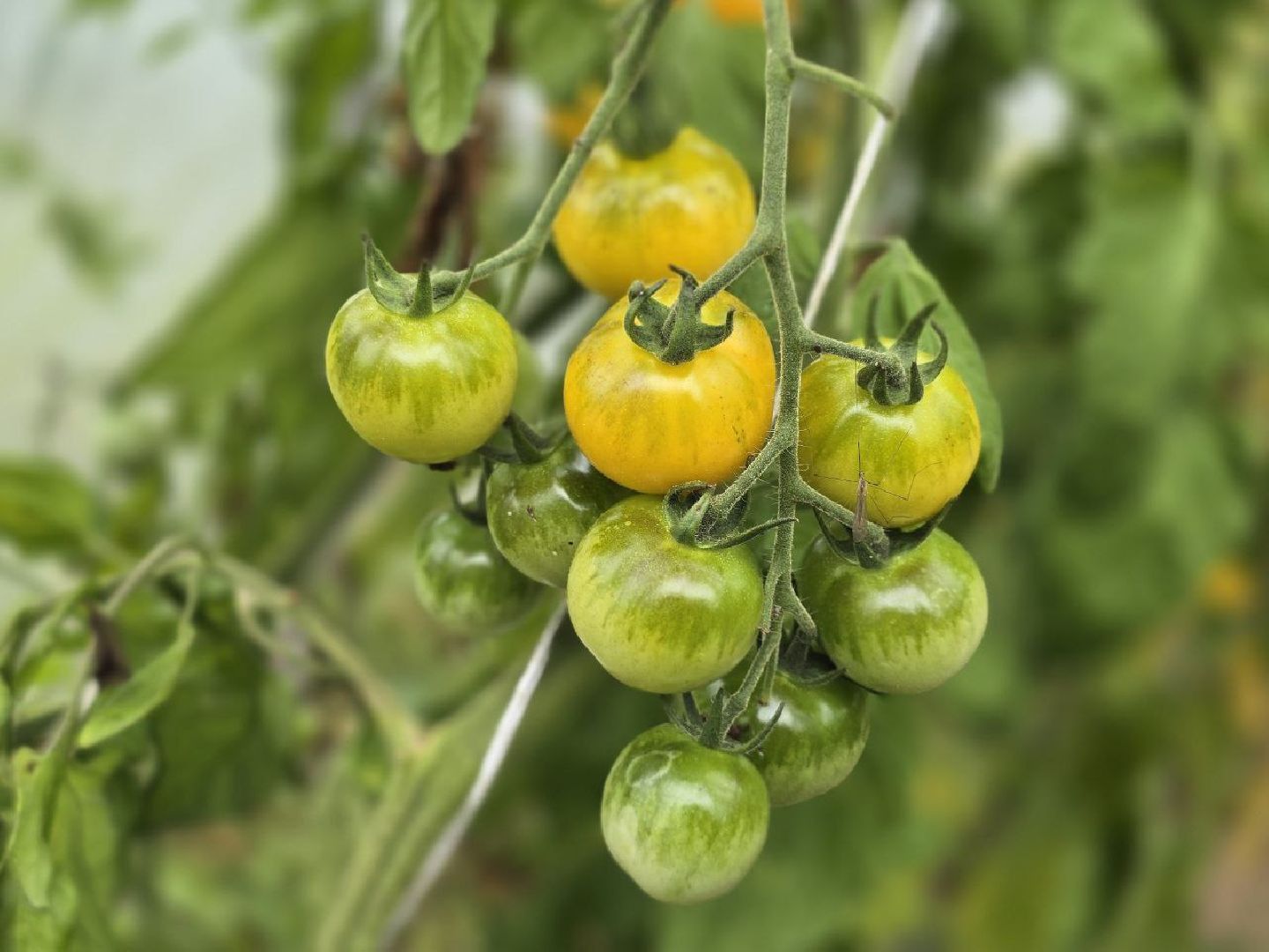 можайск, можайский муниципальный округ, подмосковье,  сельское хозяйство, овощи, ягоды, урожай, фермеры, фермерское хозяйство,