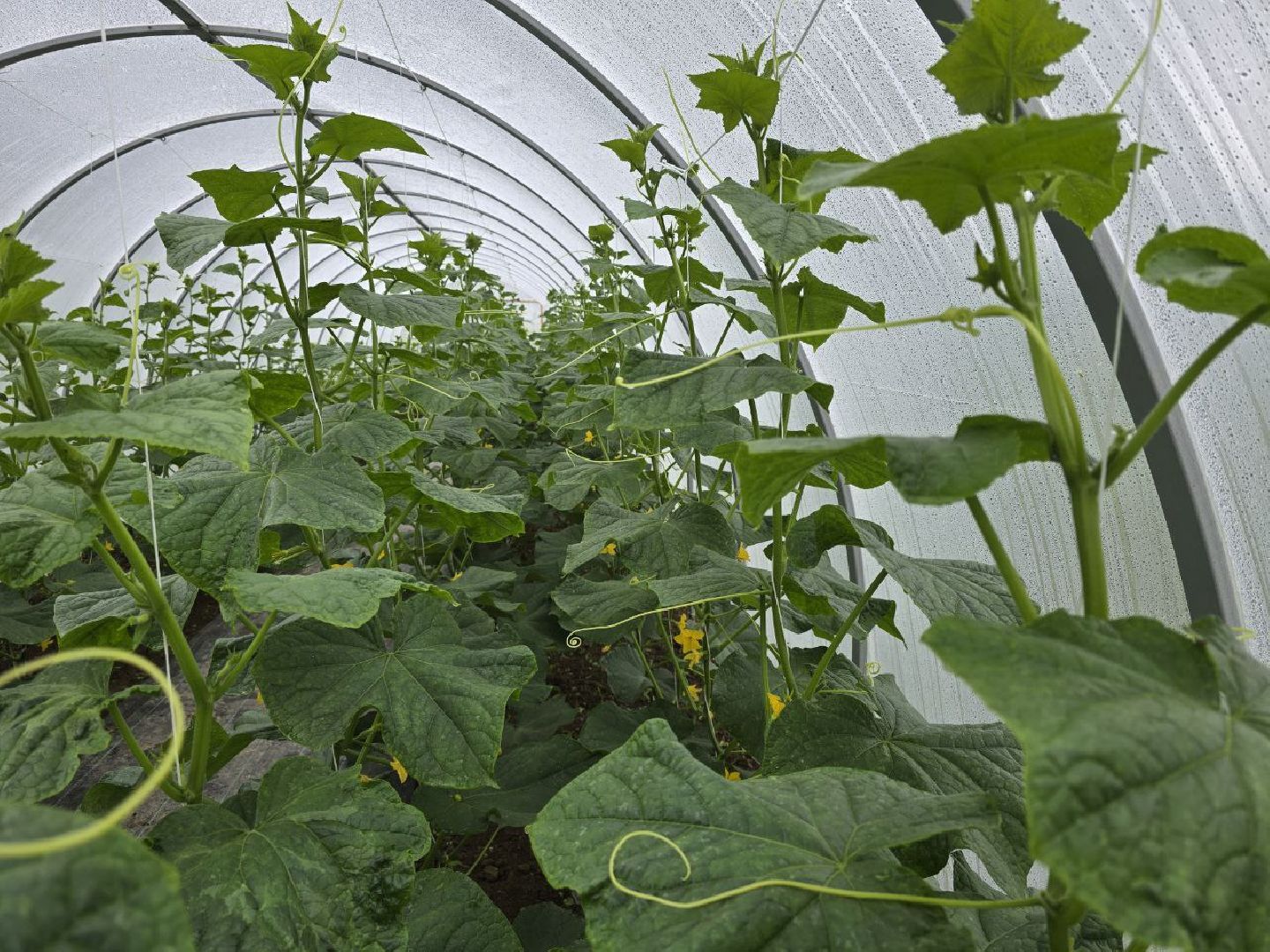 можайск, можайский муниципальный округ, подмосковье,  сельское хозяйство, овощи, ягоды, урожай, фермеры, фермерское хозяйство,