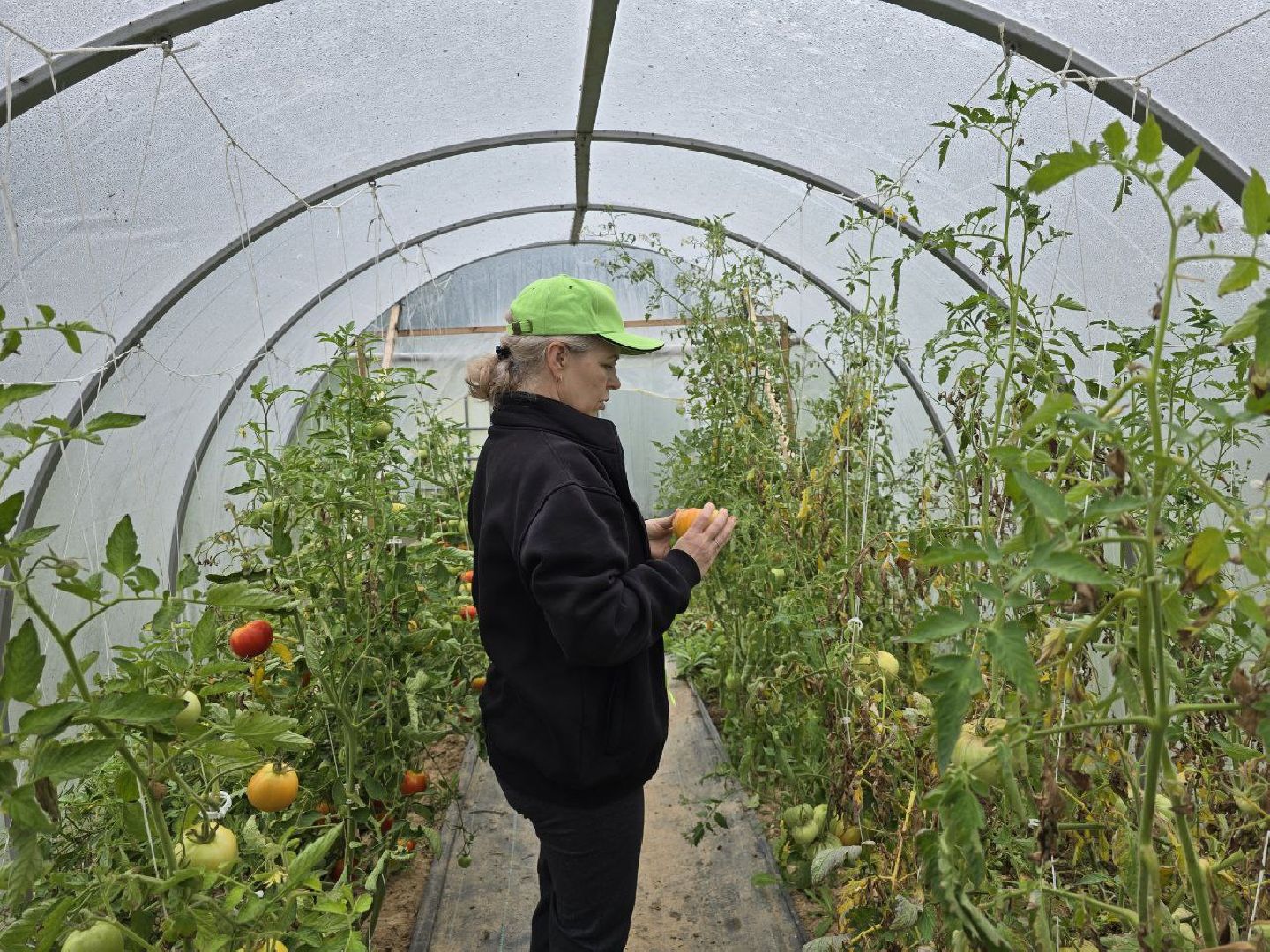 можайск, можайский муниципальный округ, подмосковье,  сельское хозяйство, овощи, ягоды, урожай, фермеры, фермерское хозяйство,