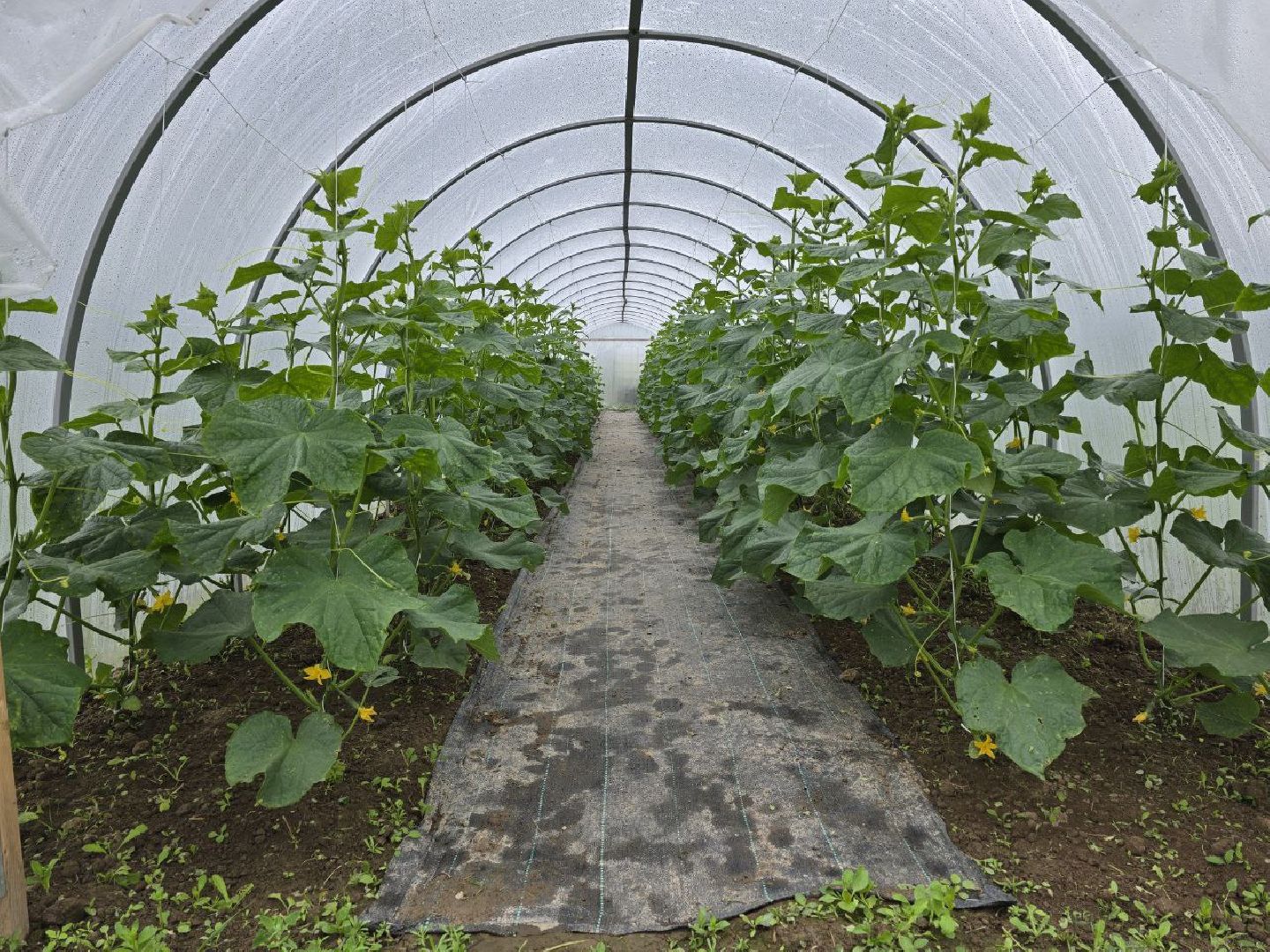 можайск, можайский муниципальный округ, подмосковье,  сельское хозяйство, овощи, ягоды, урожай, фермеры, фермерское хозяйство,