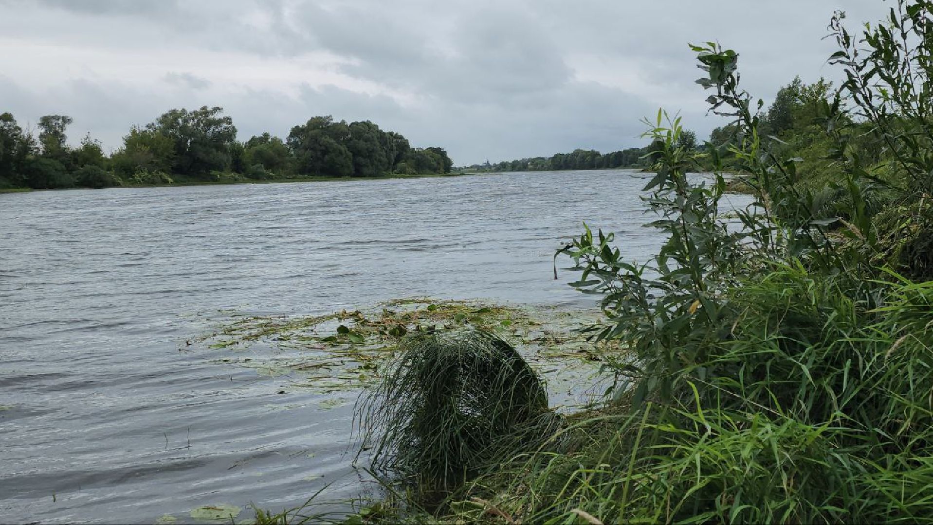 луховицы, благоустройство, озеро исток, белоомут,