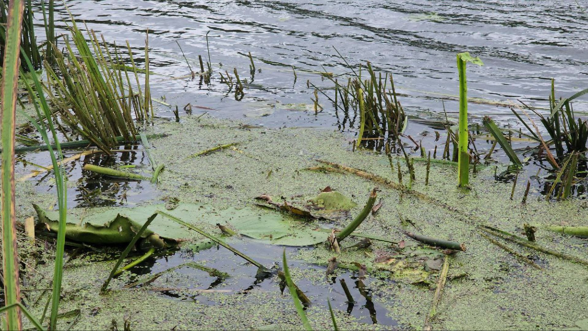 луховицы, благоустройство, озеро исток, белоомут,