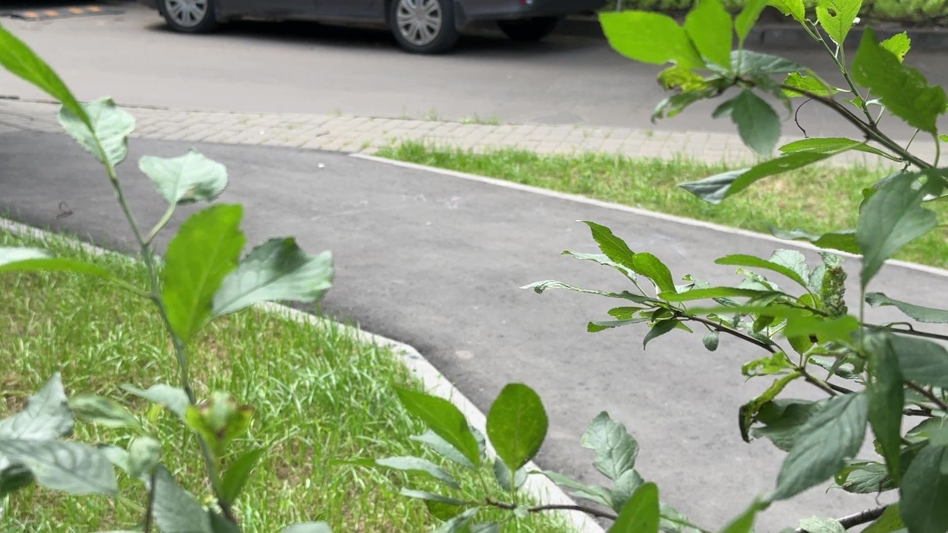 Реутов, народные тропы, программа пешком, дорожки, тротуары, асфальт,