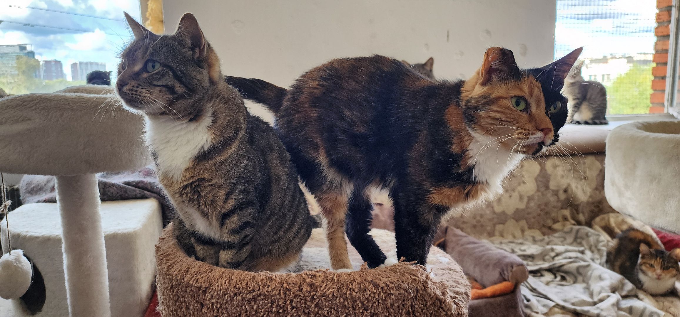 Химки,  бездомные животные, Кошки, Благотворительность, Волонтеры ,