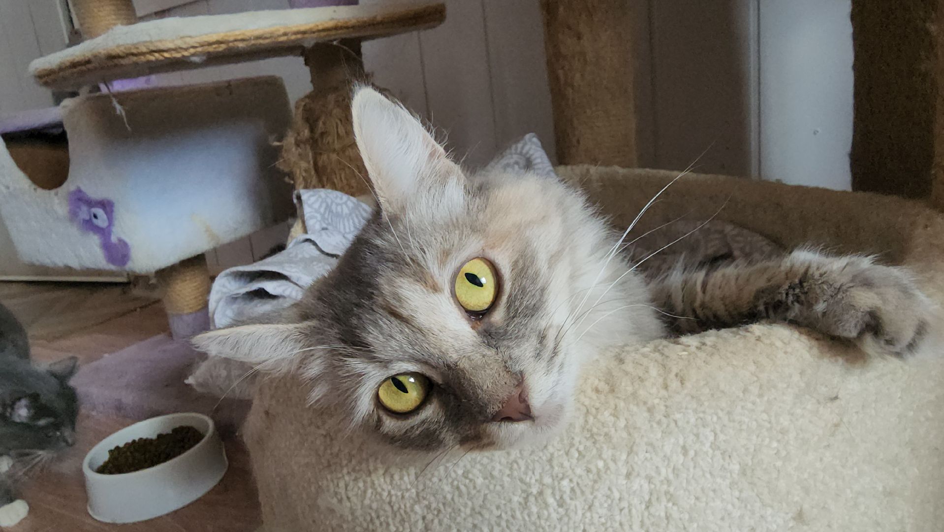 Химки,  бездомные животные, Кошки, Благотворительность, Волонтеры ,