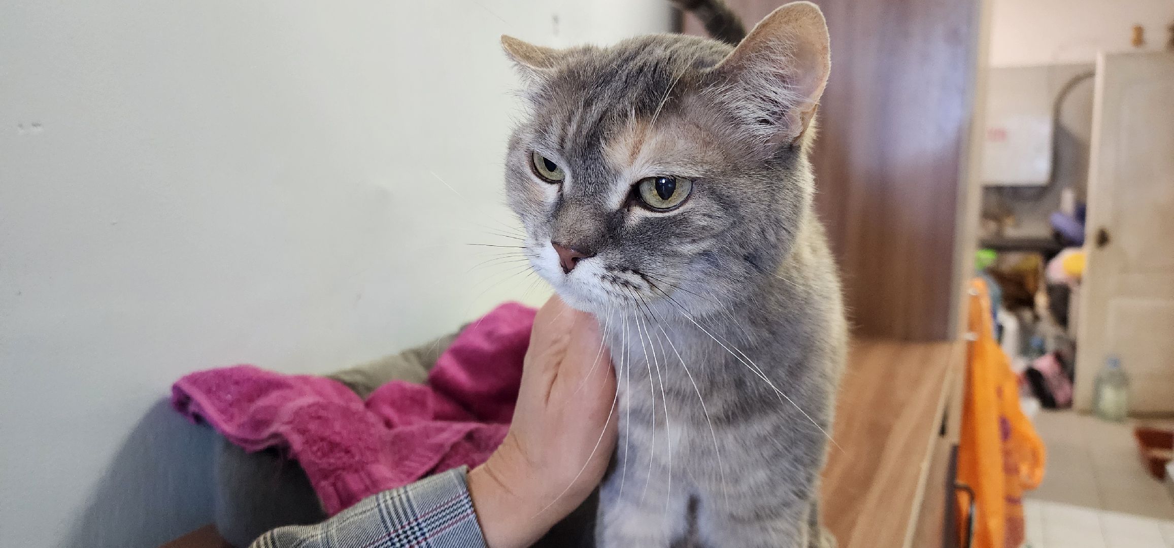 Химки,  бездомные животные, Кошки, Благотворительность, Волонтеры ,